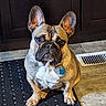 dog, french_bulldog, pet, indoor, floor, rug, ear, brown, white_chest, tile_floor, cabinet, curious, sitting, animal, companion, canine, domestic, portrait, paw, indoor_lighting