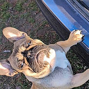 Tinker is registered to the contest to win money with this photo: dog, french_bulldog, pet, animal, grass, car, outdoor, sunlight, paw, leash, curious, standing, ears, face, shadow, nature, closeup, playful, brown, black