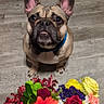 Tinker joined the competition — help win amazing prizes! dog, french_bulldog, pet, flower_bouquet, flowers, colorful, wooden_floor, indoor, collar, cute, looking_up, sitting, animal, companion, vibrant, red_rose, yellow_rose, orange_flower, purple_flower, green_leaves