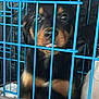 Coco is registered to the contest to win money with this photo: dog, puppy, cage, blue_bars, crate, pet, tongue, face, eyes, snout, muzzle, bedding, indoor, close_up, metal, vertical_bars, black_and_tan, animal, barred, confinement