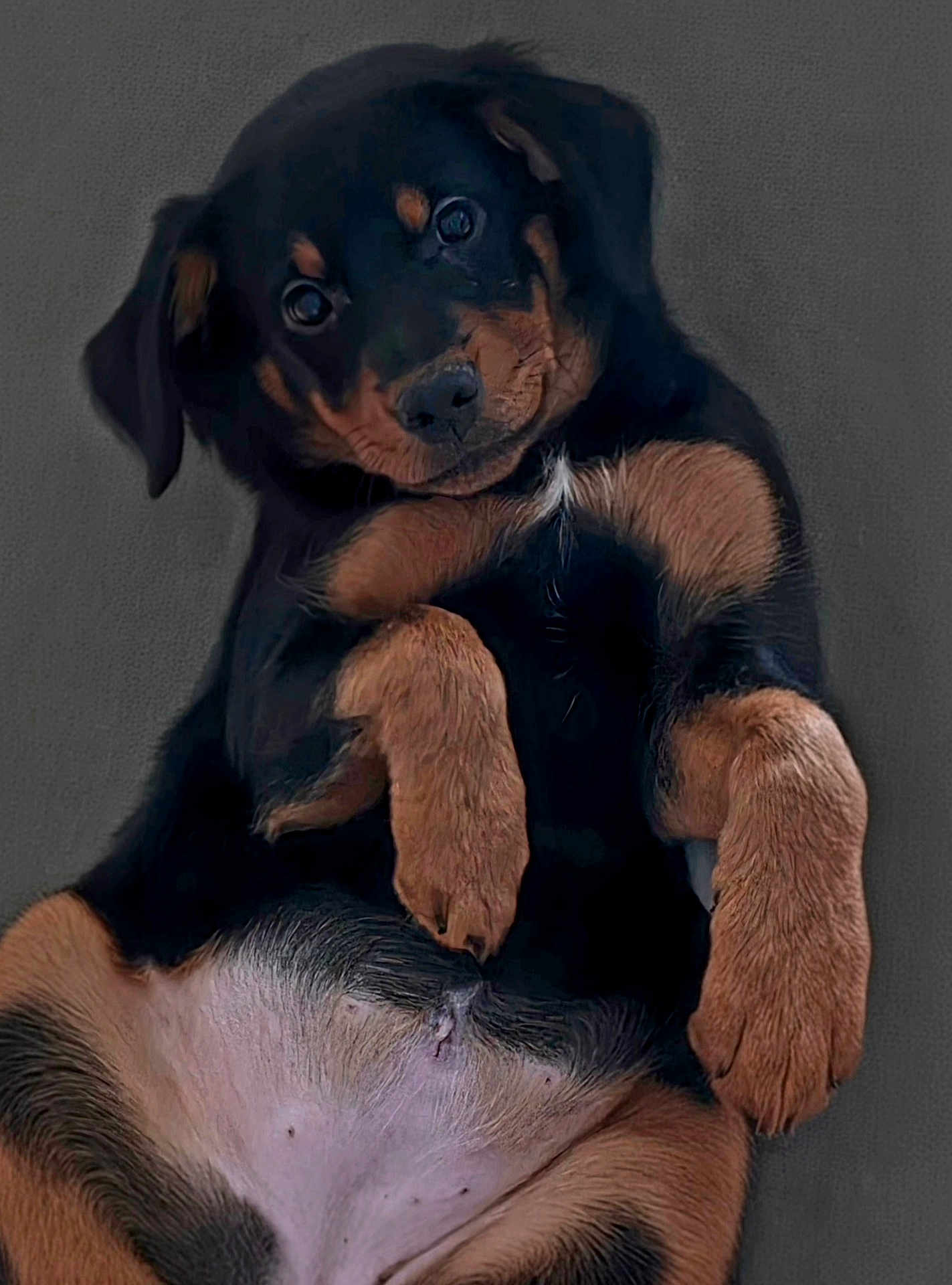 Coco joined the competition — help win amazing prizes! dog, puppy, pet, black_and_tan, fur, paws, belly, cute, portrait, close_up, lying_on_back, head_tilt, ears, nose, eyes, looking_at_camera, whiskers, adorable, young, studio_background