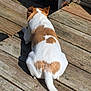 Peanut joined the competition — help win amazing prizes! dog, pet, white_fur, brown_spots, heart_marking, tail, back_view, wooden_deck, sunlight, shadow, outdoor, porch, planks, wood_texture, siding, relaxing, sunbathing, small_dog, cute, animal