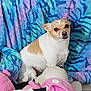 Peanut is registered to the contest to win money with this photo: dog, chihuahua, small_dog, pet, blanket, plush_toy, stuffed_animal, blue_blanket, colorful_pattern, indoor, sitting, portrait, fur, white_and_tan, close_up, cozy, couch, eyes, nose, toy