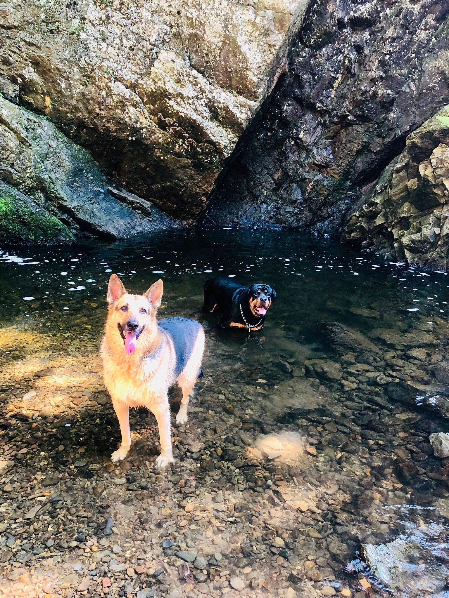 Vinnie is registered to the contest to win money with this photo: adventure, bedrock, canidae, carnivore, companion_dog, dog, dog_breed, electric_blue, fawn, leisure, recreation, rock, soil, sporting_group, stream, tail, walking, water