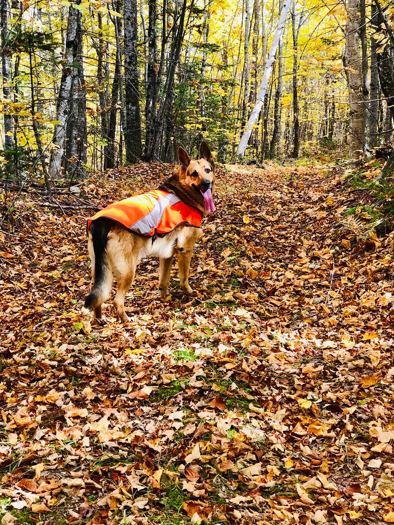 Vinnie is registered to the contest to win money with this photo: carnivore, companion_dog, deciduous, dog, dog_breed, dog_supply, forest, grass, natural_landscape, northern_hardwood_forest, people_in_nature, plant, soil, tail, temperate_broadleaf_and_mixed_forest, trail, tree, trunk, wood, woodland