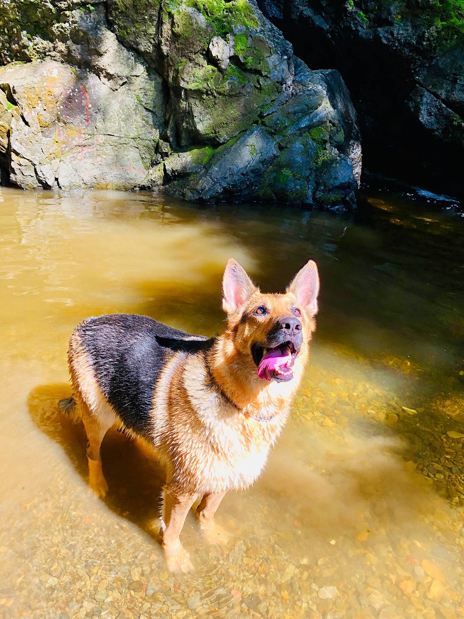 Vinnie is registered to the contest to win money with this photo: canidae, carnivore, companion_dog, dog, dog_breed, fawn, felidae, fluvial_landforms_of_streams, lake, landscape, leash, leisure, recreation, rock, snout, sporting_group, tail, tree, water, watercourse