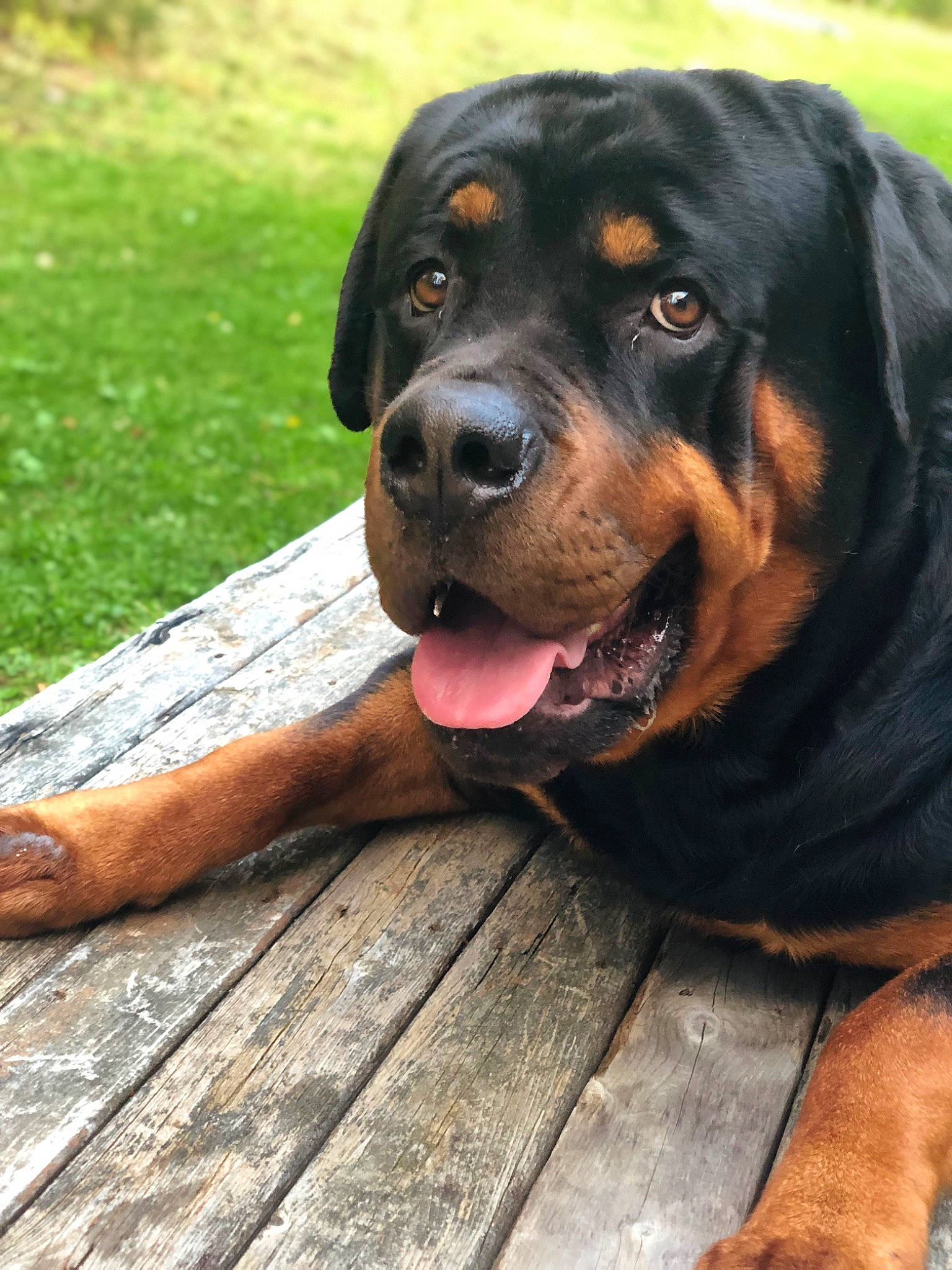 Hulk joined the competition — help win amazing prizes! carnivore, companion_dog, dog, dog_breed, grass, guard_dog, hardwood, hound, hunting_dog, plant, rottweiler, snout, sporting_group, terrestrial_animal, wood, working_dog