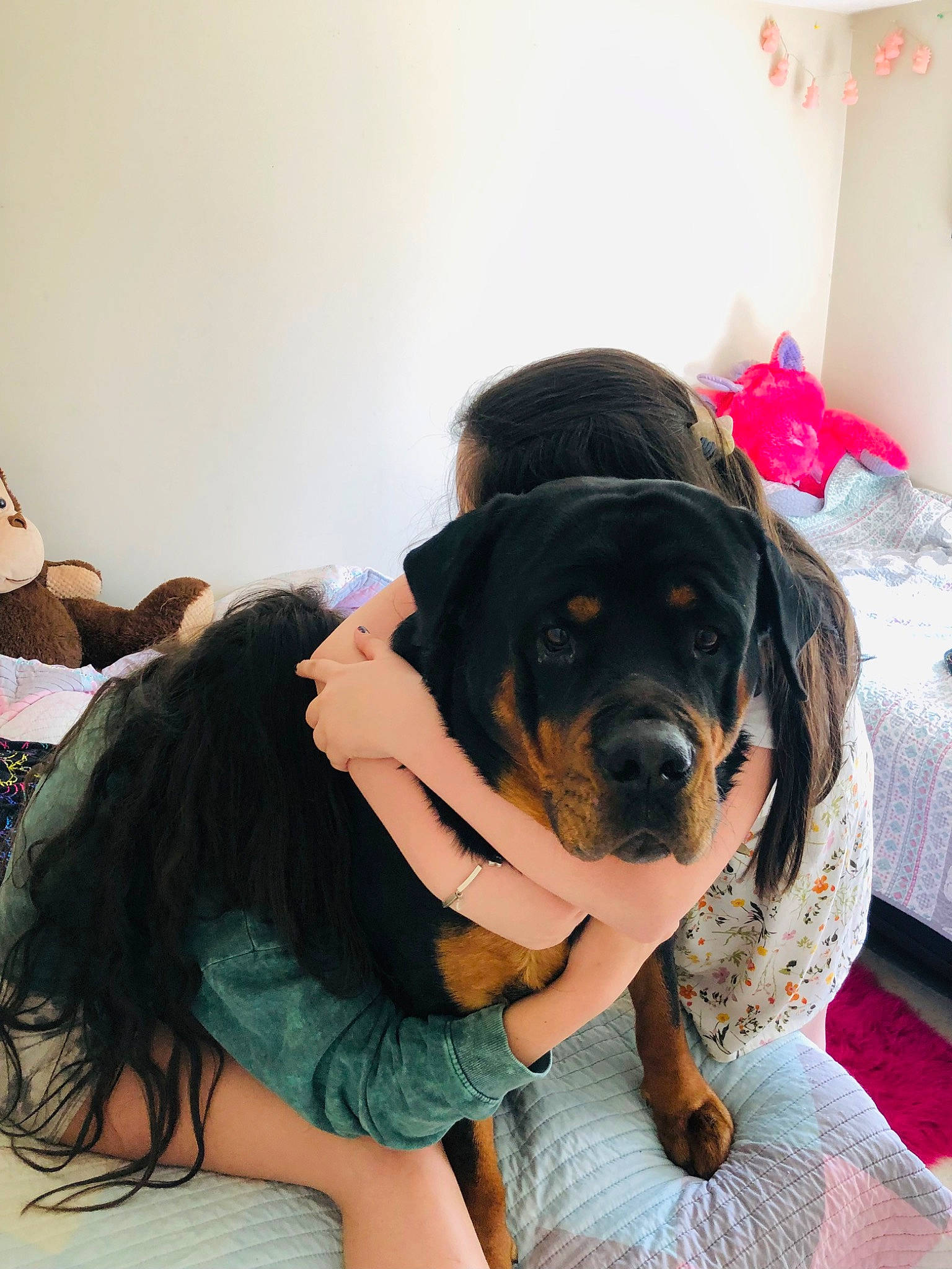 Hulk is registered to the contest to win money with this photo: ball, canidae, carnivore, comfort, companion_dog, dog, dog_breed, flooring, fun, fur, happy, leisure, purple, room, sitting, sporting_group, thigh, working_dog