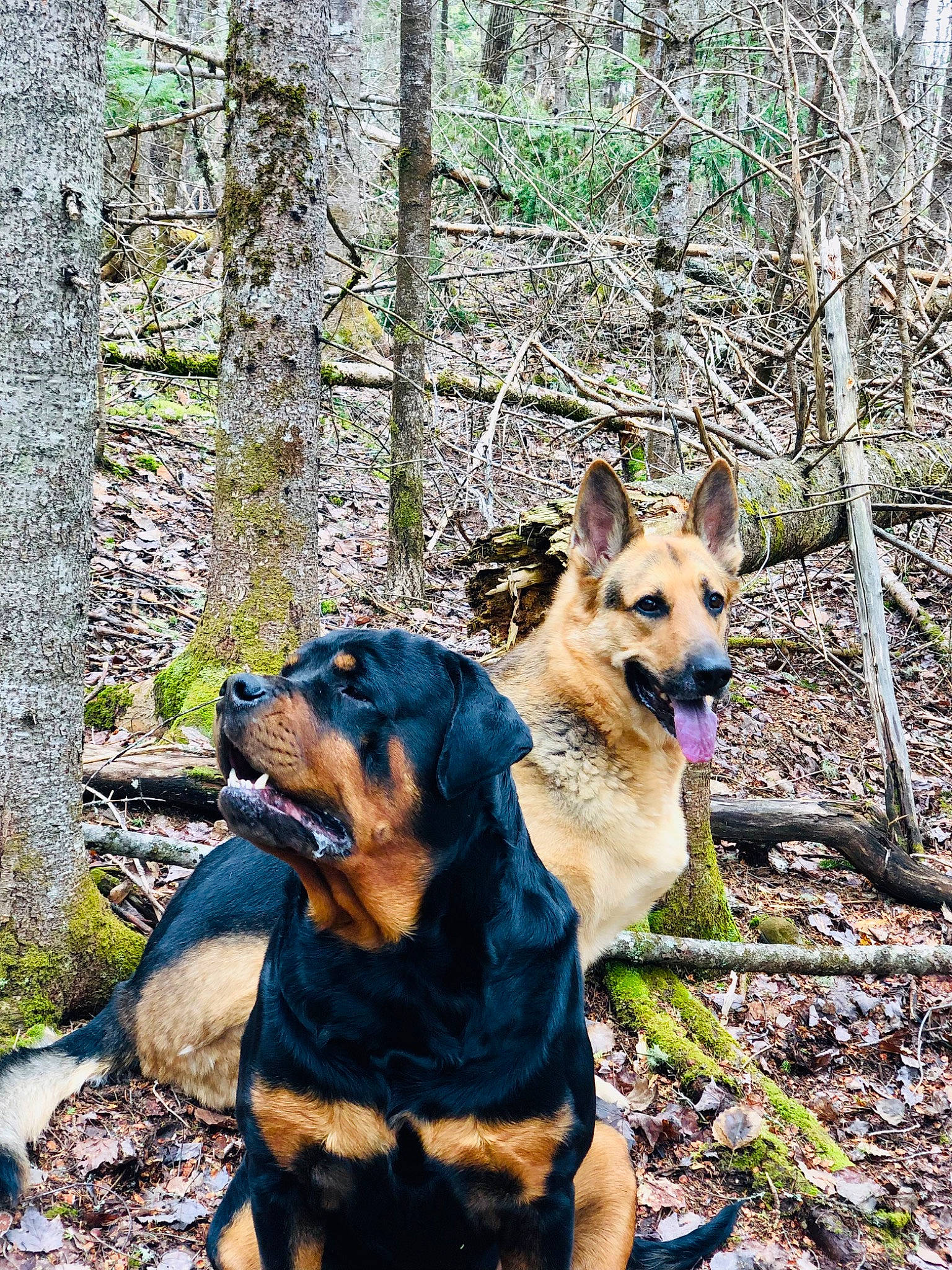 Hulk is registered to the contest to win money with this photo: adventure, canidae, carnivore, collar, companion_dog, dog, dog_breed, dog_collar, dog_supply, fawn, forest, northern_hardwood_forest, plant, recreation, sporting_group, tree, wood, woodland, working_animal, working_dog