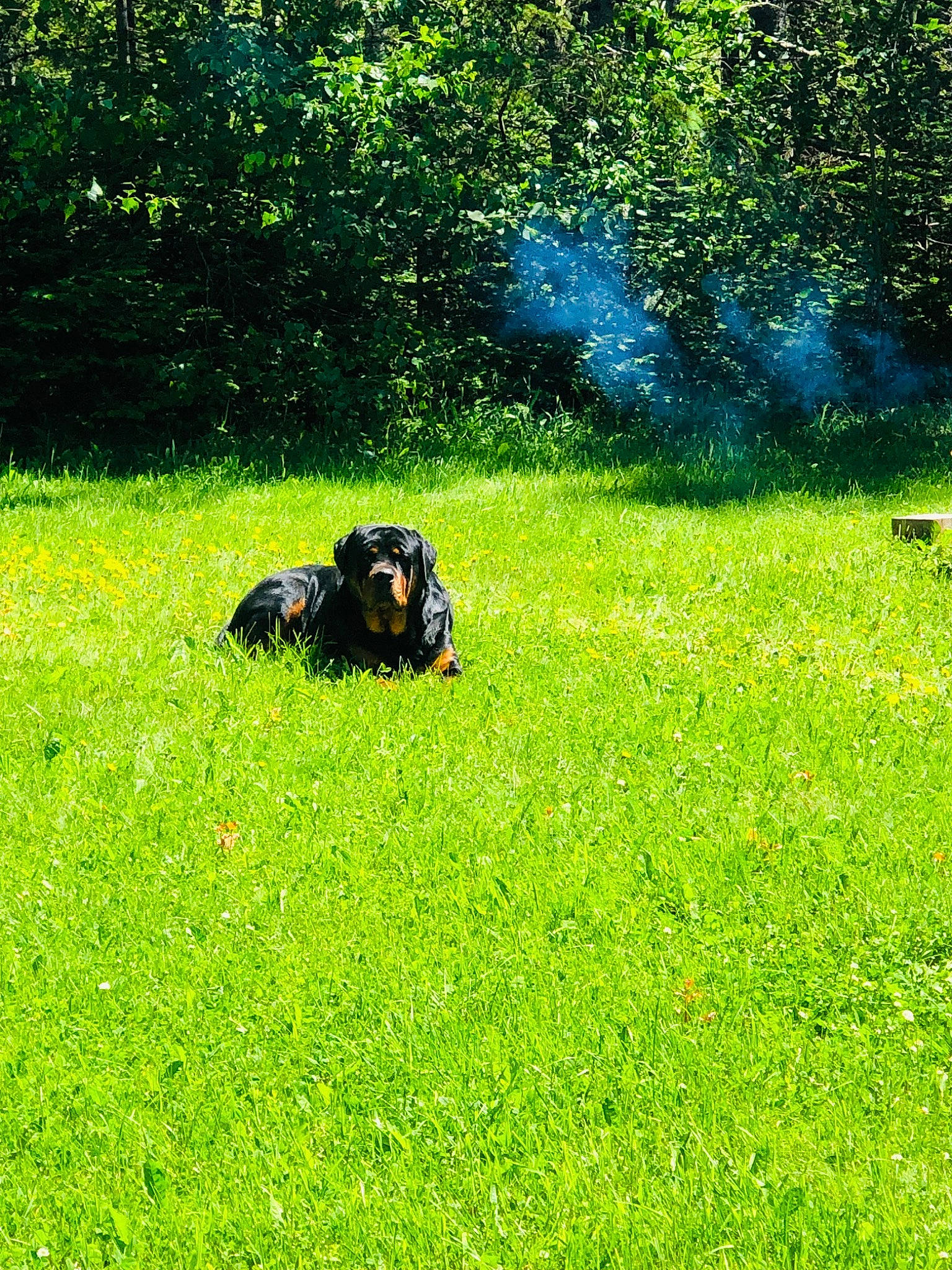 Hulk is registered to the contest to win money with this photo: carnivore, companion_dog, dog, dog_breed, grass, grass_family, grassland, green, groundcover, landscape, lawn, meadow, natural_landscape, pasture, people_in_nature, plant, shrub, terrestrial_animal, terrestrial_plant, tints_and_shades