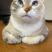 Marble joined the competition — help win amazing prizes! cat, blue_eyes, whiskers, paws, wooden_table, indoor, pet, feline, tabby, curious, close_up, sitting, animal, cute, domestic_cat, fur, portrait, looking_up, ears, relaxed