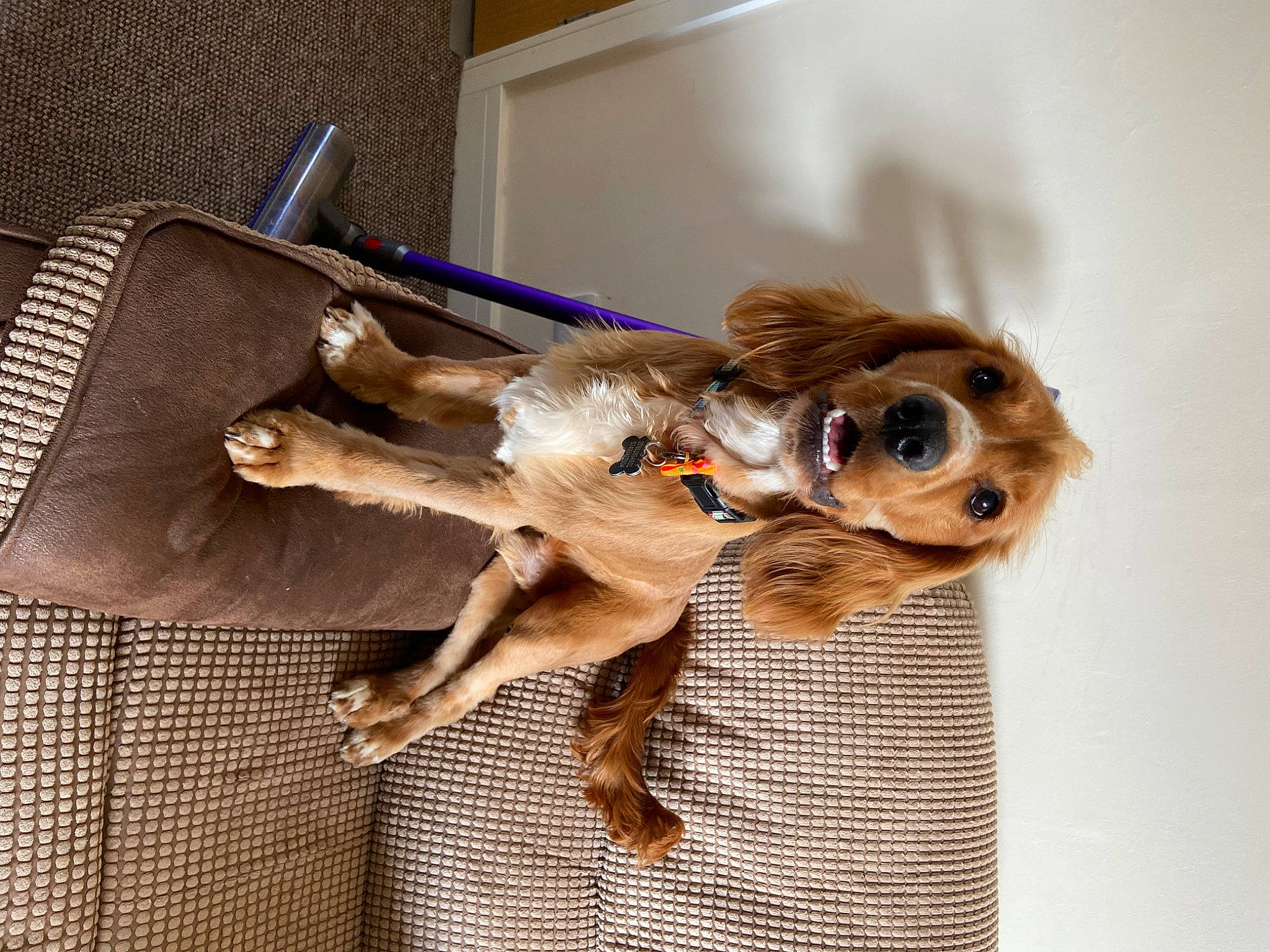 Chesney joined the competition — help win amazing prizes! carnivore, chihuahua, collar, companion_dog, dog, dog_breed, dog_supply, eyewear, fawn, goggles, liver, pet_supply, snout, sporting_group, tail, toy, toy_dog, whiskers, wood, working_animal