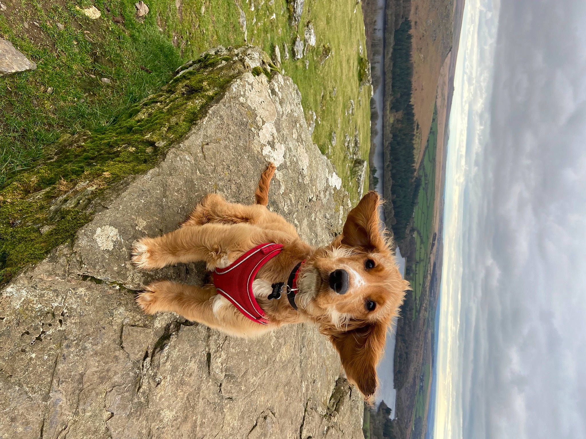Chesney is registered to the contest to win money with this photo: adventure, canidae, carnivore, cloud, companion_dog, dog, dog_breed, dog_collar, dog_supply, fawn, leash, plant, sky, snout, sporting_group, sunglasses, toy_dog, tree, wood, working_animal