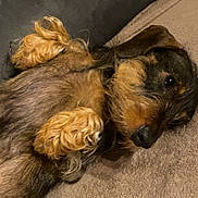 Ulova a rejoint le concours — aidez-le/la à gagner de superbes lots ! dog, dachshund, wire_haired_dog, pet, lying_down, paws, nose, couch, blanket, close_up, adorable, whiskers, fur, sleepy, indoor, domestic, brown, black, portrait, relaxed