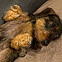 dog, dachshund, wire_haired_dog, pet, lying_down, paws, nose, couch, blanket, close_up, adorable, whiskers, fur, sleepy, indoor, domestic, brown, black, portrait, relaxed