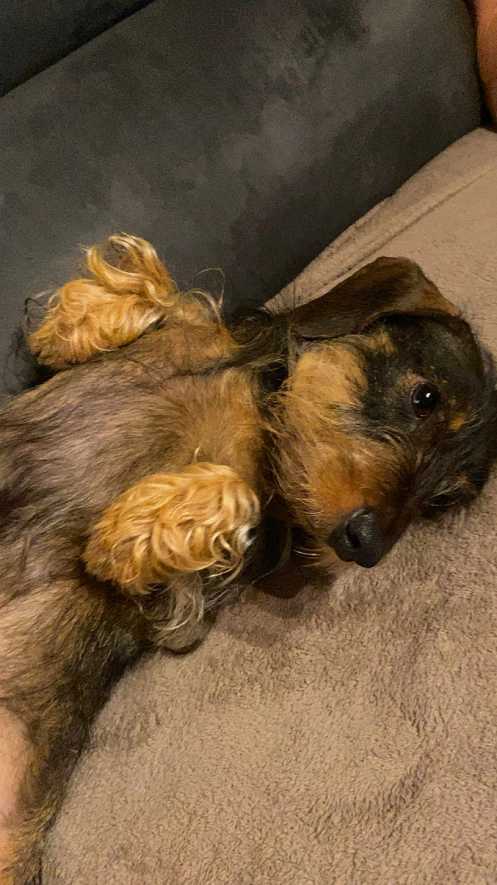 Ulova a rejoint le concours — aidez-le/la à gagner de superbes lots ! dog, dachshund, wire_haired_dog, pet, lying_down, paws, nose, couch, blanket, close_up, adorable, whiskers, fur, sleepy, indoor, domestic, brown, black, portrait, relaxed