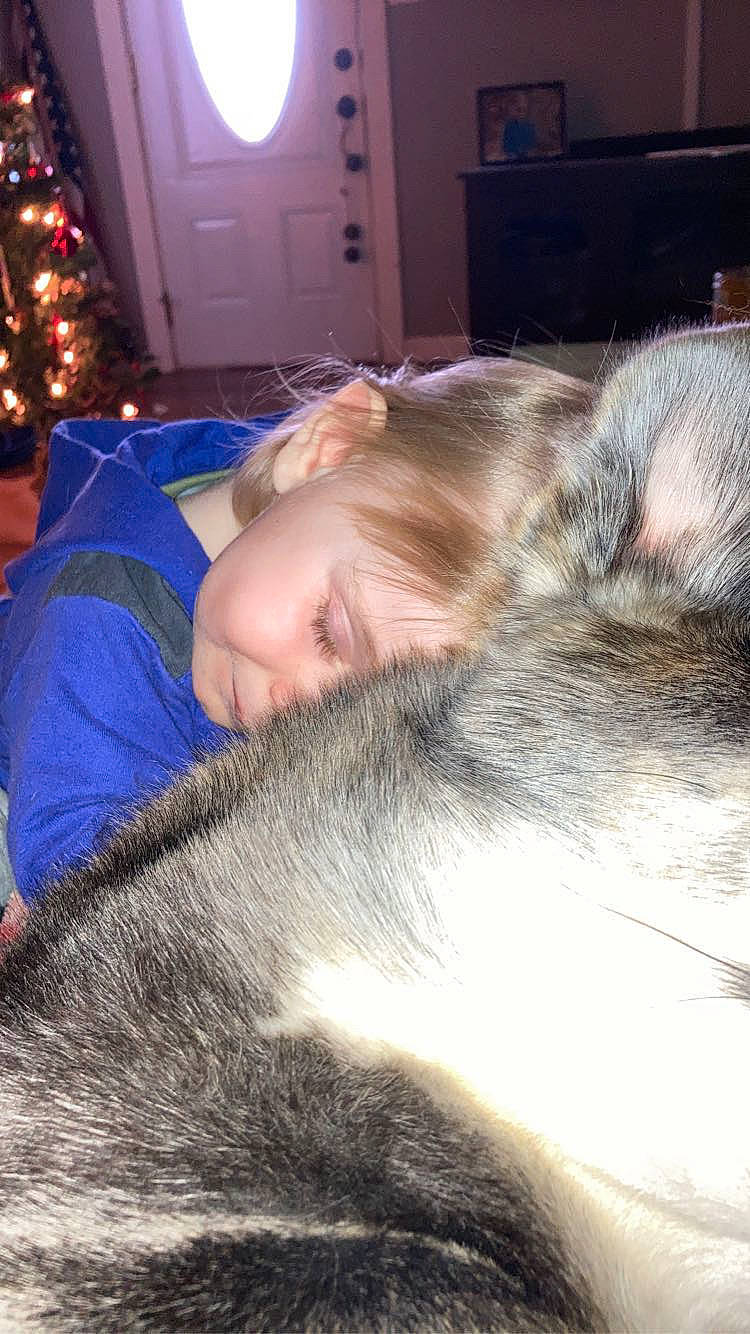 Abigail joined the competition — help win amazing prizes! canidae, child, comfort, companion_dog, couch, dog_breed, domestic_short_haired_cat, ear, event, felidae, flooring, fur, holiday, nap, nose, person, room, sleep, small_to_medium_sized_cats, tree