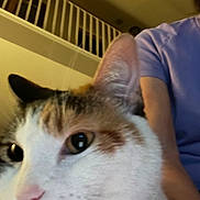 Layla is registered to the contest to win money with this photo: cat, calico_cat, close_up, indoor, person, purple_shirt, staircase, railing, feline, pet, animal, whiskers, ear, face, blurred, human_arm, domestic, companion, cute, soft_light