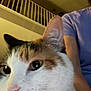 cat, calico_cat, close_up, indoor, person, purple_shirt, staircase, railing, feline, pet, animal, whiskers, ear, face, blurred, human_arm, domestic, companion, cute, soft_light