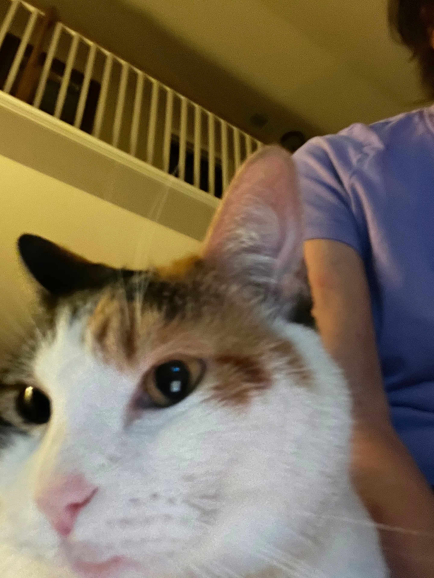 Layla is registered to the contest to win money with this photo: cat, calico_cat, close_up, indoor, person, purple_shirt, staircase, railing, feline, pet, animal, whiskers, ear, face, blurred, human_arm, domestic, companion, cute, soft_light