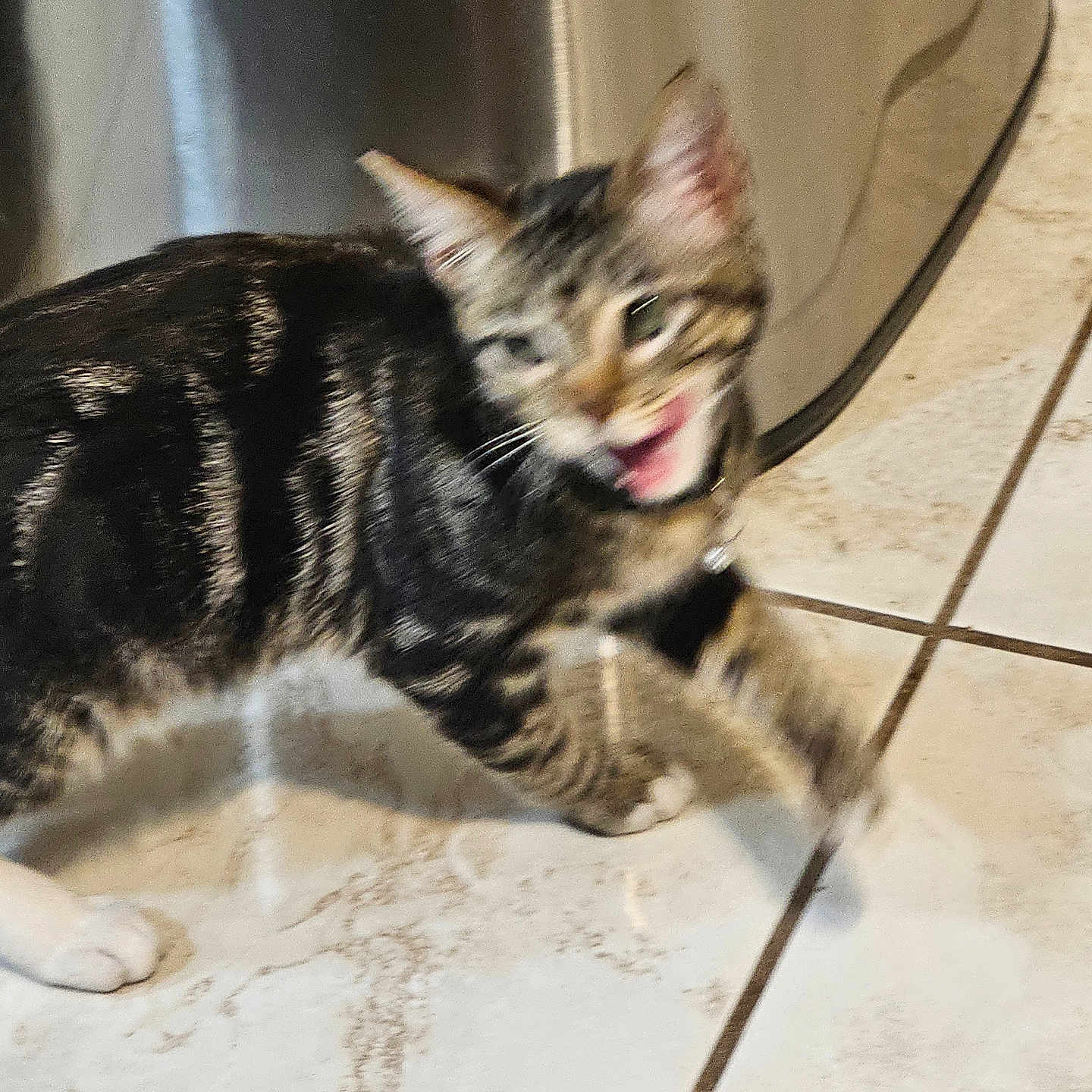 Chuey joined the competition — help win amazing prizes! animal, cat, collar, domestic, ears, feline, floor, fur, indoor, kitten, meowing, motion_blur, mouth_open, paw, pet, playful, tabby, tile_floor, whiskers, young_animal