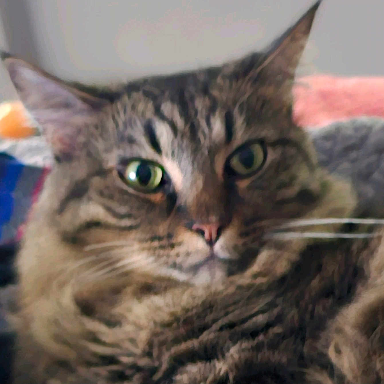 Yuki is registered to the contest to win money with this photo: animal, blurred, cat, close_up, cute, domestic_animal, ears, face, feline, fluffy, fur, green_eyes, indoor, mammal, pet, portrait, relaxed, soft_light, tabby, whiskers