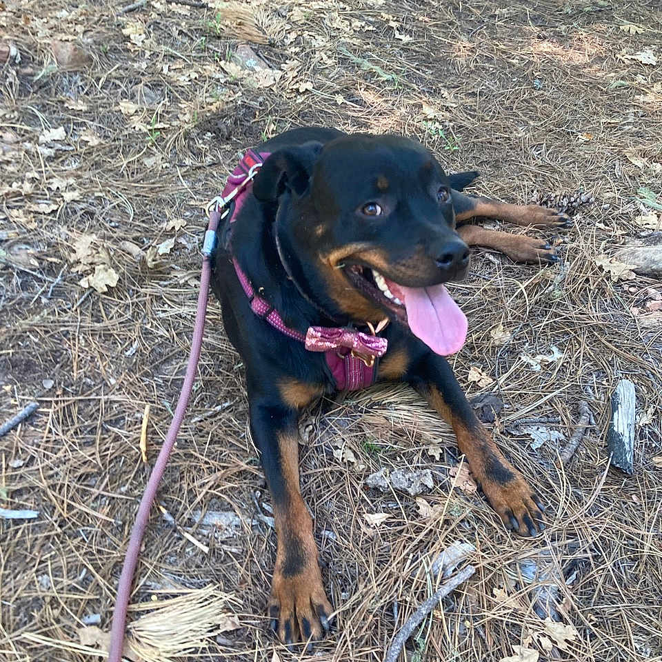Autumn joined the competition — help win amazing prizes! accessories, animal, canine, dog, face, grass, head, hound, leash, outdoors, person, pet, photography, plant, portrait, puppy, rock, soil, strap, vegetation