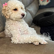 Bella is registered to the contest to win money with this photo: dog, white_dog, fluffy, pet, bow, pink_bow, couch, indoor, fur, canine, relaxed, seated, side_view, animal, companion, cute, domestic_animal, leisure, portrait, household
