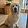 Athos