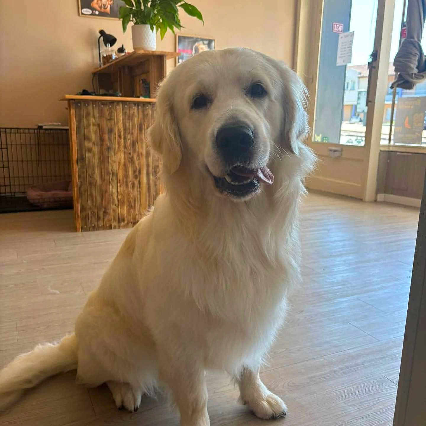 Athos a rejoint le concours — aidez-le/la à gagner de superbes lots ! canine, clock, cozy, dog, domestic_animal, door, fur, furniture, golden_retriever, happy, indoor, light, pet, plant, portrait, room, sitting, tongue_out, window, wooden_floor