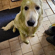 Athos participe au concours pour gagner de l'argent avec cette photo : black_rug, boots, canine, curious, dirty_paws, dog, domestic_animal, door, floor_mat, golden_retriever, home, indoor, looking_up, mop, muddy, pet, puppy, tile_floor, wet_fur, young_dog