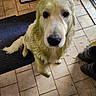 black_rug, boots, canine, curious, dirty_paws, dog, domestic_animal, door, floor_mat, golden_retriever, home, indoor, looking_up, mop, muddy, pet, puppy, tile_floor, wet_fur, young_dog