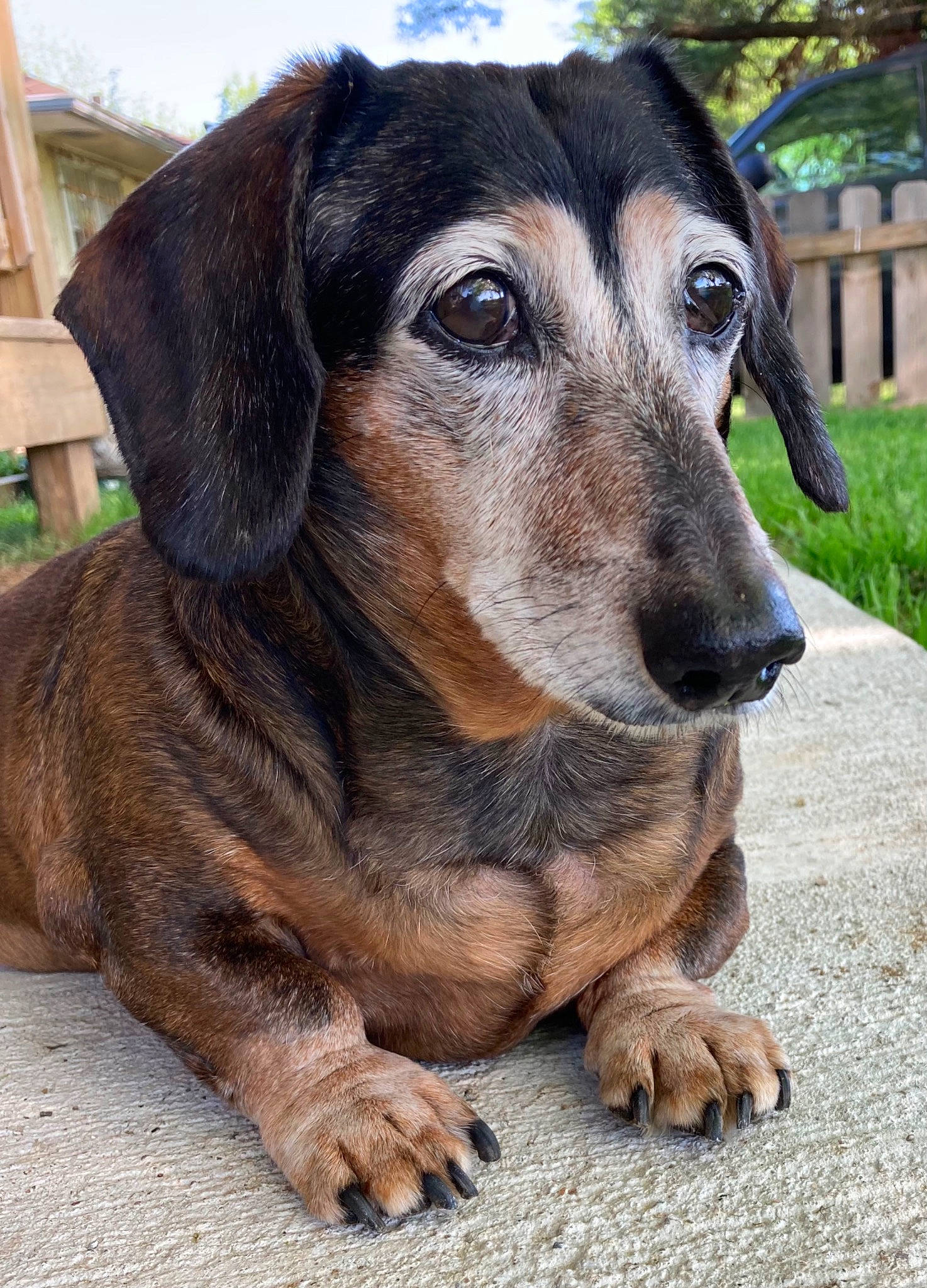 Tex joined the competition — help win amazing prizes! canidae, carnivore, companion_dog, dog, dog_breed, fawn, fence, fur, hound, liver, metal, plant, sky, snout, sporting_group, terrestrial_animal, tree, whiskers, working_animal, working_dog