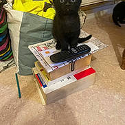 Esus a rejoint le concours — aidez-le/la à gagner de superbes lots ! black_cat, kitten, books, remote_control, indoor, floor, bag, curious, pet, stack, domestic, animal, feline, small, young, sitting, looking_up, household, cozy, object