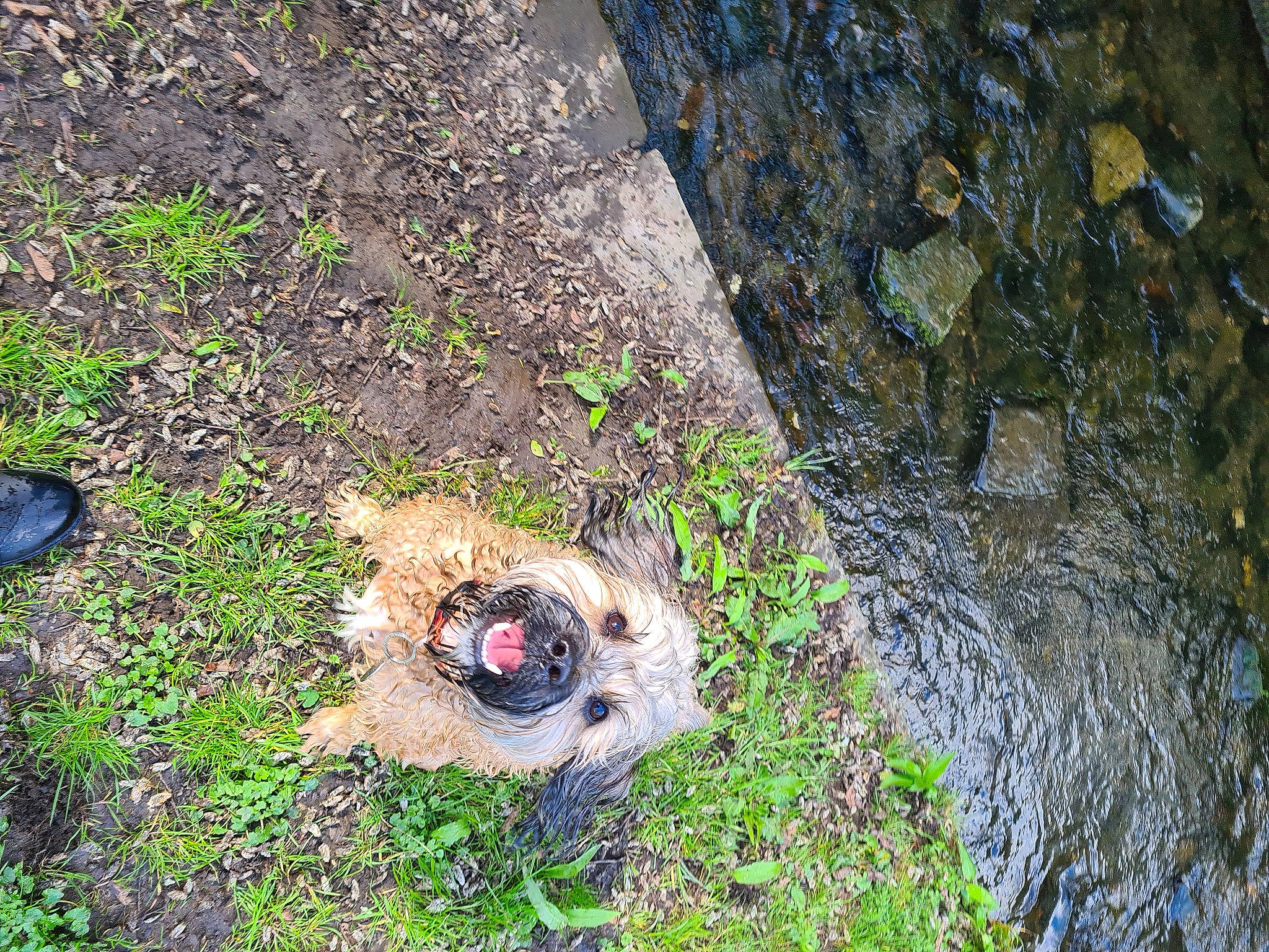 Zorro joined the competition — help win amazing prizes! amphibian, auto_part, bedrock, circle, frog, grass, groundcover, landscape, plant, snout, soil, terrestrial_animal, toad, toy, tree, true_frog, true_toad, trunk, water, wood