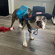 Thor is registered to the contest to win money with this photo: dog, boston_terrier, hat, backpack, indoor, wooden_floor, pet, canine, blue_eyes, toy, red_rope, window, curtains, flooring, collar, strap, house, fur, standing, looking