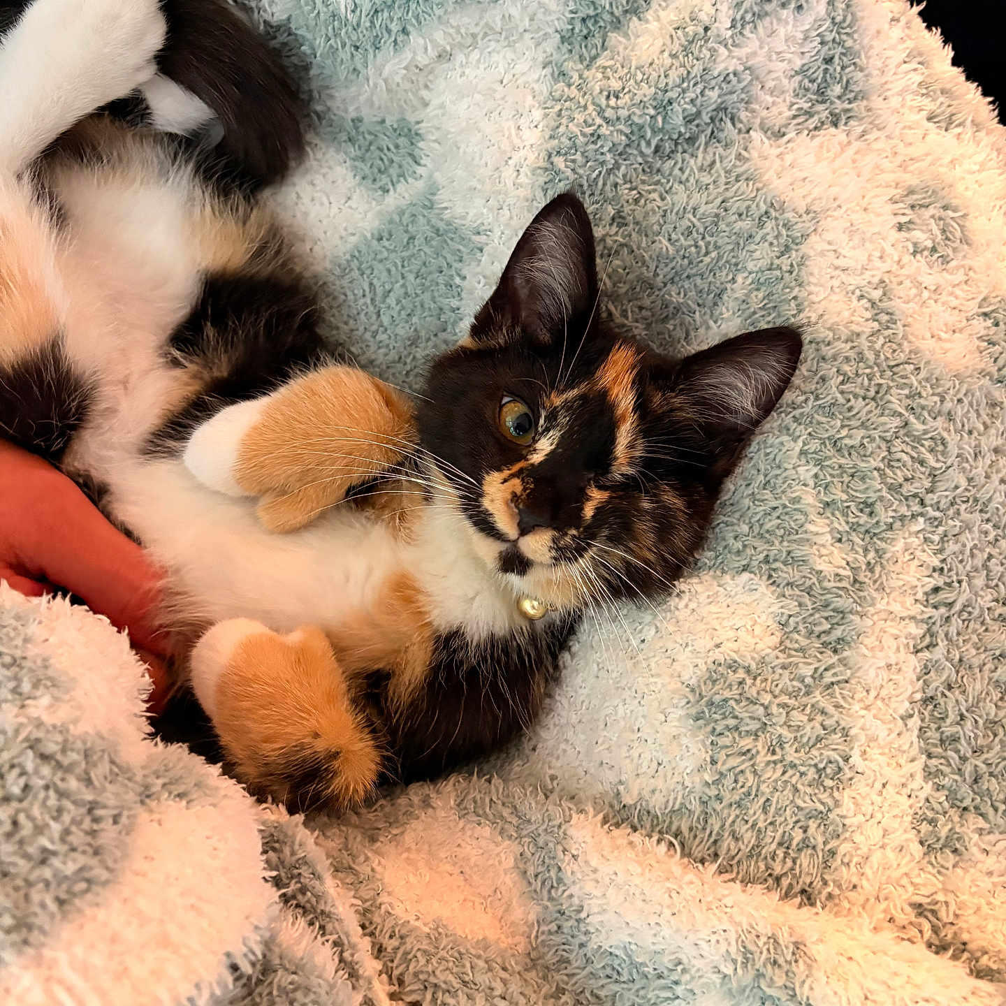 Shiloh joined the competition — help win amazing prizes! cat, kitten, calico, pet, animal, feline, fur, paw, whiskers, ears, blanket, soft, cozy, cute, relaxed, indoor, resting, pattern, texture, collar
