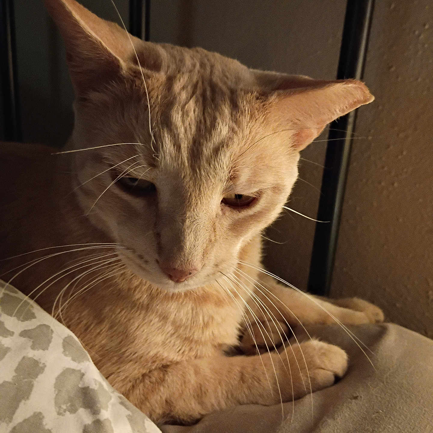 Simba is registered to the contest to win money with this photo: animal, bed, calm, cat, close-up, cozy, domestic, feline, fur, indoor, mammal, orange_cat, pet, portrait, quiet, relaxed, resting, sleepy, soft_light, whiskers