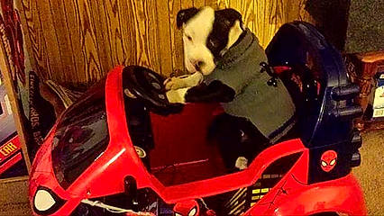 Clyde is registered to the contest to win money with this photo: auto_part, automotive_design, automotive_exterior, automotive_lighting, automotive_tire, automotive_wheel_system, bumper, carmine, carnivore, companion_dog, dog, dog_breed, fender, hood, motor_vehicle, recreation, rim, vehicle, windshield, working_animal