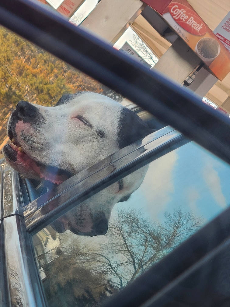 Clyde joined the competition — help win amazing prizes! automotive_exterior, automotive_mirror, automotive_window_part, carnivore, companion_dog, dog, dog_breed, glass, metal, motor_vehicle, pet_supply, rear_view_mirror, snout, sporting_group, vehicle, vehicle_door, window, windscreen_wiper, windshield, working_animal