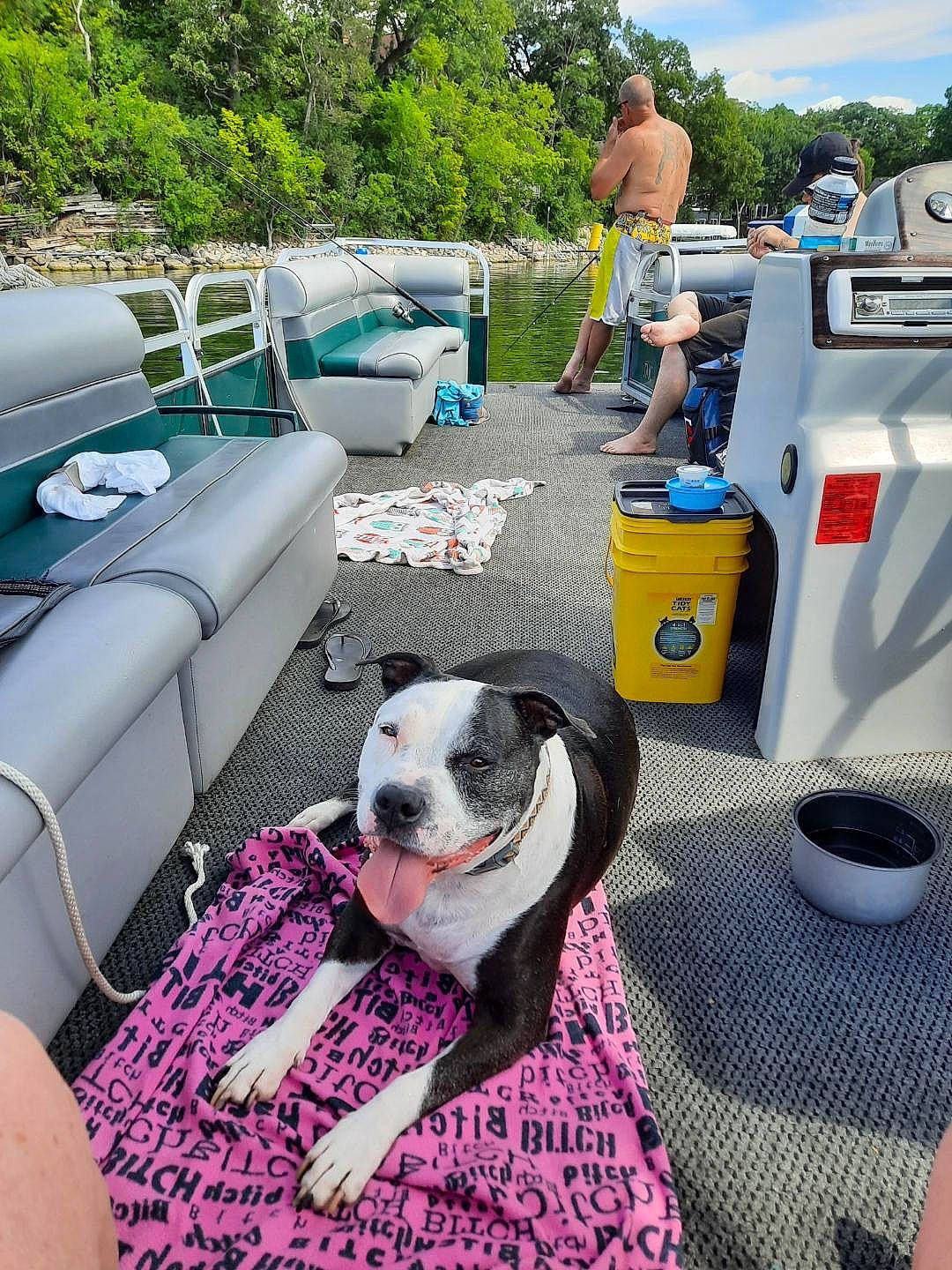 Clyde joined the competition — help win amazing prizes! canidae, carnivore, chair, comfort, companion_dog, couch, dog, dog_breed, fawn, fun, grass, leisure, plant, recreation, shorts, sky, sporting_group, toy_dog, tree, vacation