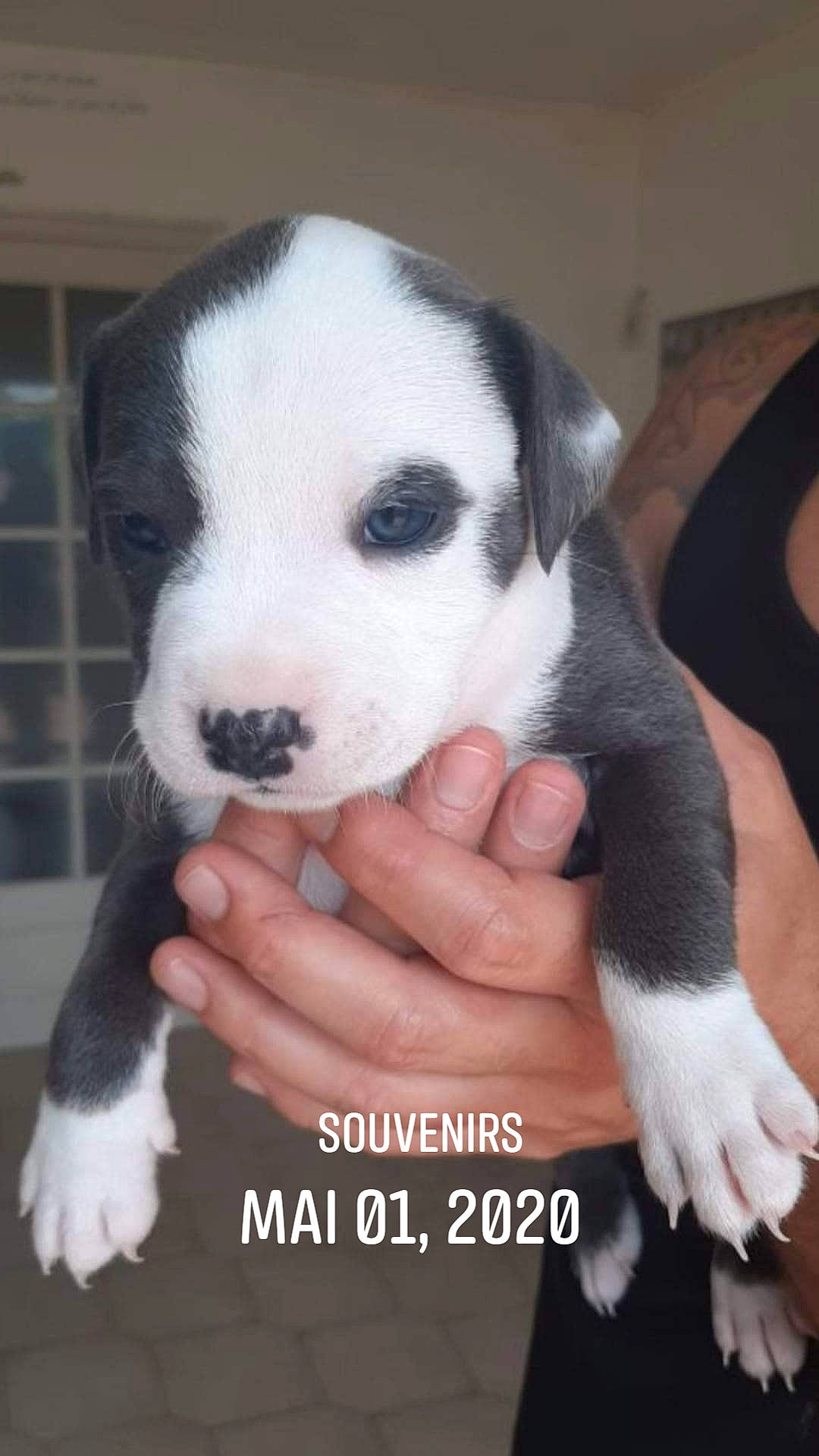 Raya a rejoint le concours — aidez-le/la à gagner de superbes lots ! bored, canidae, carnivore, companion_dog, dog, dog_breed, finger, foot, fur, nail, non_sporting_group, paw, snout, sporting_group, terrestrial_animal, thumb, working_animal