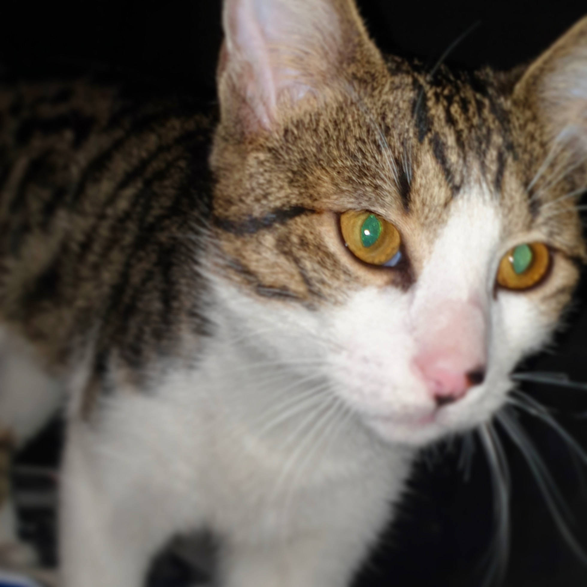 Pika a rejoint le concours — aidez-le/la à gagner de superbes lots ! aegean_cat, american_shorthair, american_wirehair, asian, carnivore, cat, close_up, domestic_short_haired_cat, dragon_li, european_shorthair, eye, felidae, kitten, mammal, nose, small_to_medium_sized_cats, snout, tabby_cat, vertebrate, whiskers