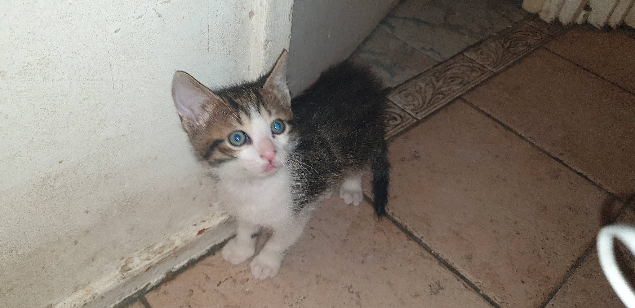 Pika a rejoint le concours — aidez-le/la à gagner de superbes lots ! aegean_cat, arabian_mau, asian, carnivore, cat, domestic_short_haired_cat, european_shorthair, eye, fawn, felidae, iris, kitten, mammal, ojos_azules, polydactyl_cat, small_to_medium_sized_cats, snapshot, tail, vertebrate, whiskers