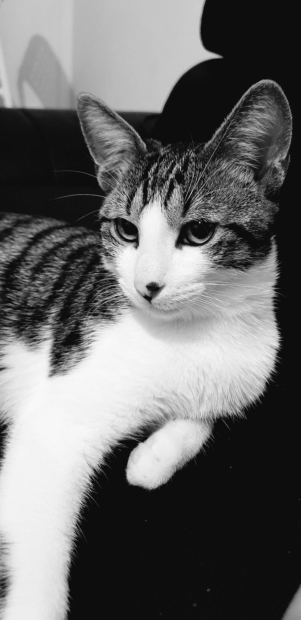 Pika participe au concours pour gagner de l'argent avec cette photo : aegean_cat, american_wirehair, asian, black, black_and_white, carnivore, cat, domestic_short_haired_cat, eye, felidae, fur, kitten, mammal, monochrome, monochrome_photography, small_to_medium_sized_cats, snout, tabby_cat, whiskers, white