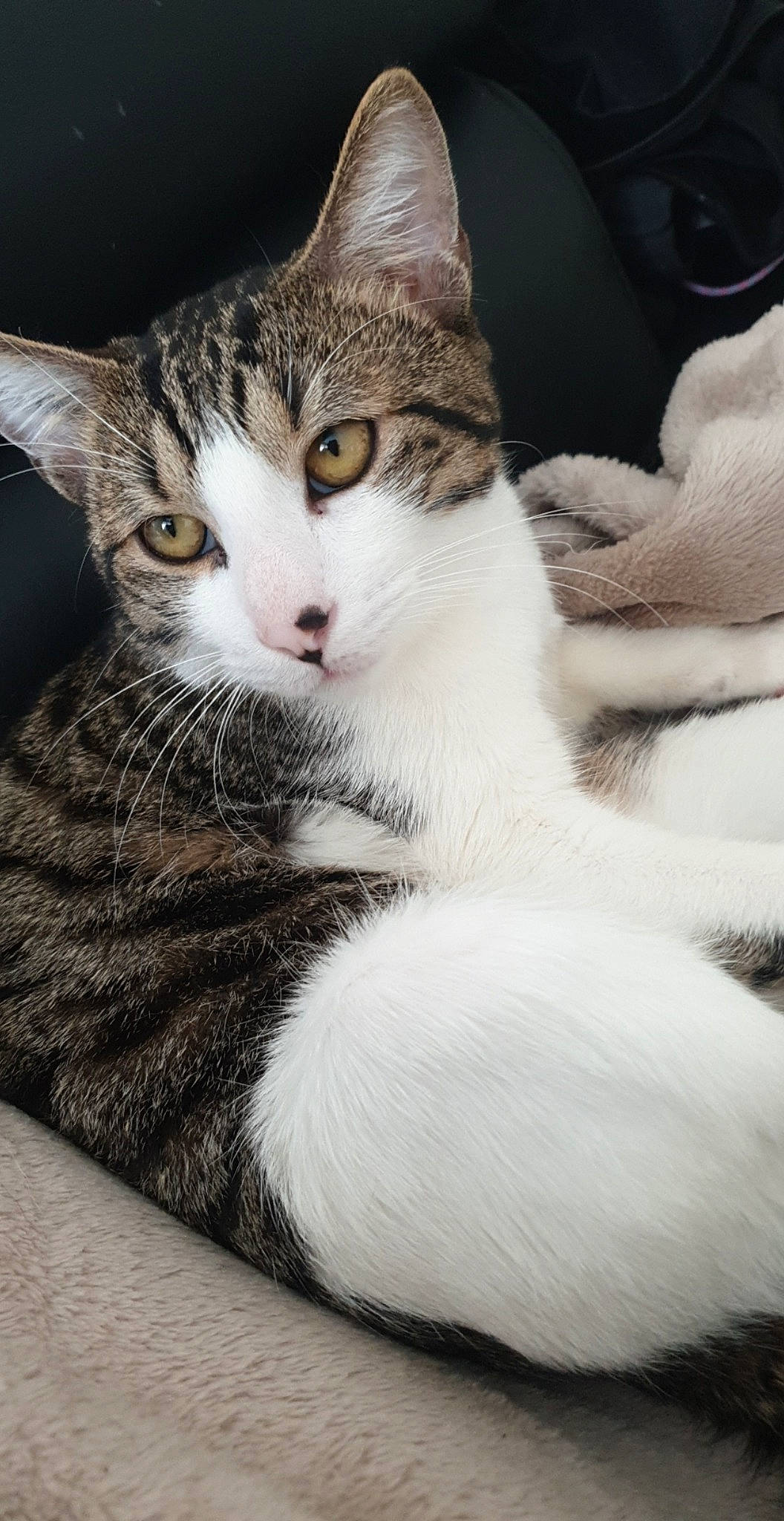 Pika participe au concours pour gagner de l'argent avec cette photo : aegean_cat, american_shorthair, american_wirehair, asian, carnivore, cat, domestic_short_haired_cat, european_shorthair, eye, felidae, fur, kitten, leg, mammal, norwegian_forest_cat, paw, polydactyl_cat, small_to_medium_sized_cats, tabby_cat, whiskers