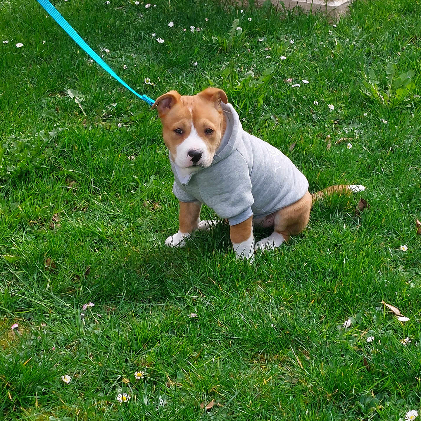 Simba a rejoint le concours — aidez-le/la à gagner de superbes lots ! accessories, animal, beagle, canine, dog, formalwear, grass, herbal, herbs, hound, lawn, leash, nature, outdoors, pet, plant, puppy, strap, tie, yard