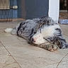 puppy, dog, sleeping, resting, indoor, tile_floor, furry, cute, pet, animal, cozy, relaxed, young_dog, paw, white, grey, fur, nose, ears, calm
