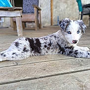 Manoa participe au concours pour gagner de l'argent avec cette photo : puppy, dog, merle_coat, blue_eyes, wooden_deck, laying_down, outdoor, furniture, chair, bench, relaxed, pet, animal, canine, young, cute, fur, domestic_animal, daylight, resting