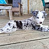 puppy, dog, merle_coat, blue_eyes, wooden_deck, laying_down, outdoor, furniture, chair, bench, relaxed, pet, animal, canine, young, cute, fur, domestic_animal, daylight, resting